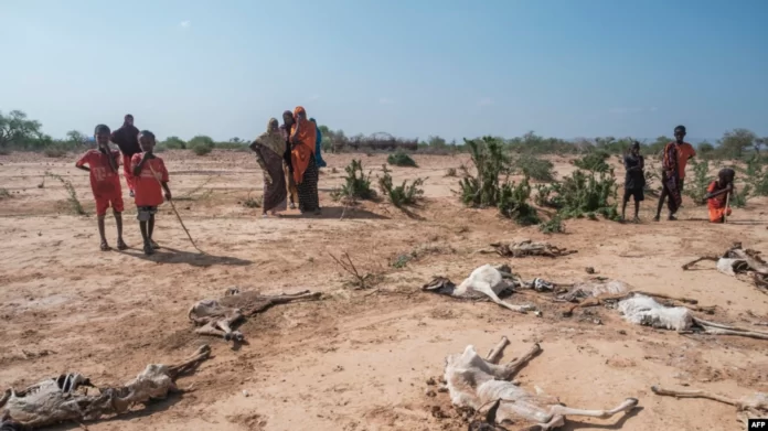 Abaaro daran oo saameeyey gobolka Geeska Afrika [File Photo] AFP